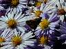 dscn0083.jpg