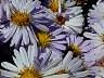dscn0085.jpg