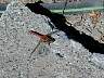 dscn0089.jpg